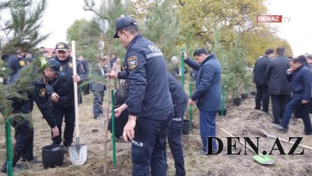 Bu rayonda hər kəs ağacəkmə aksiyasına qoşuldu-VİDEO