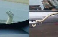 Bakıdan Bərdəyə qədər ilanla yol yoldaşı oldular - Video