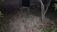 Sumqayıtda nəvələrinə tut yığmaq üçün ağaca çıxan 70 yaşlı kişi yıxılaraq öldü-TƏFƏRRÜAT